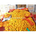 أفضل الأسعار Nanfeng Baby Mandarin with Good Quality